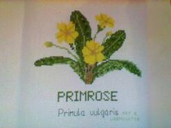 Cross stitch square for Primrose M's quilt